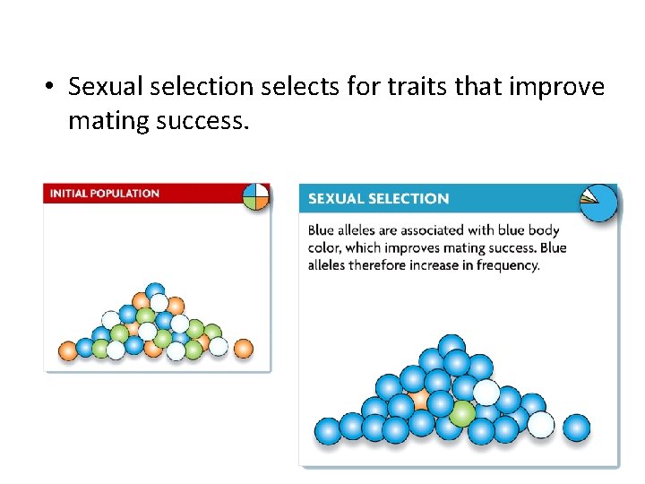  • Sexual selection selects for traits that improve mating success. 