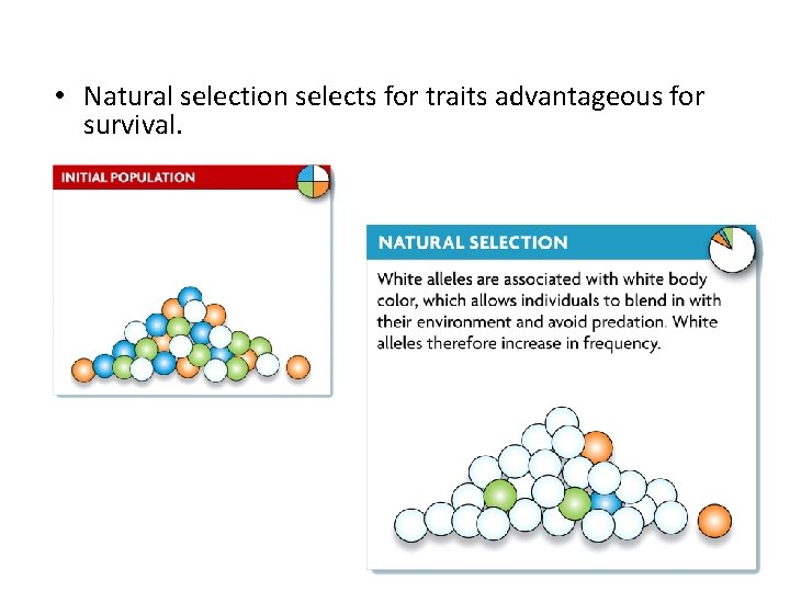  • Natural selection selects for traits advantageous for survival. 