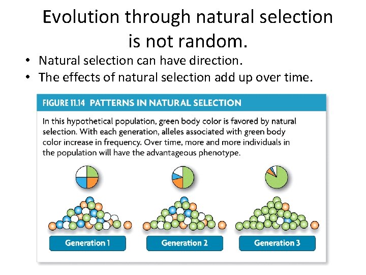 Evolution through natural selection is not random. • Natural selection can have direction. •