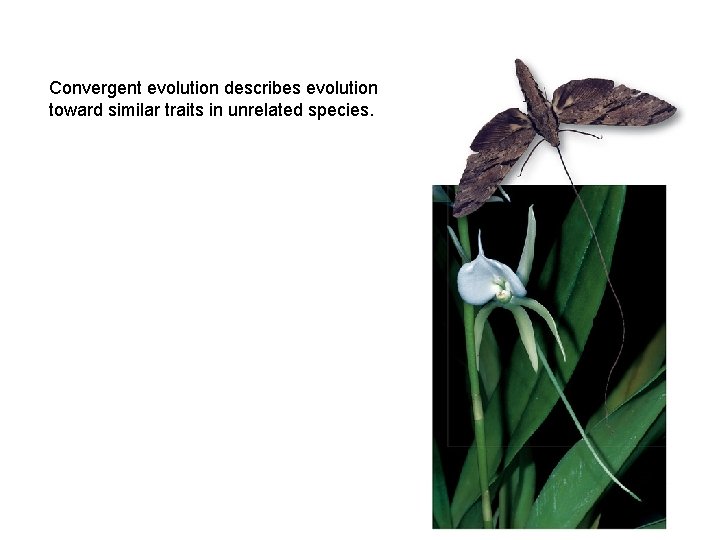 Convergent evolution describes evolution toward similar traits in unrelated species. 