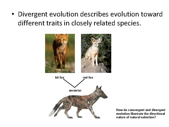  • Divergent evolution describes evolution toward different traits in closely related species. kit