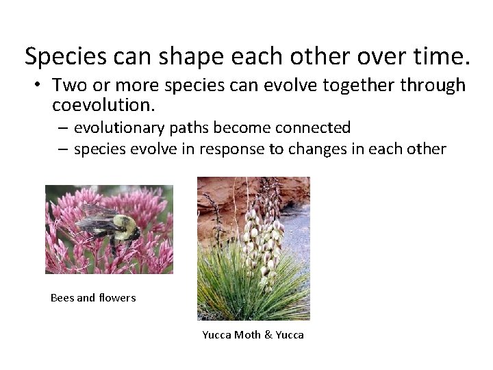 Species can shape each other over time. • Two or more species can evolve