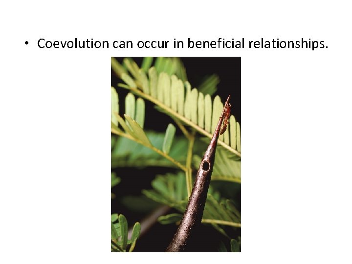  • Coevolution can occur in beneficial relationships. 