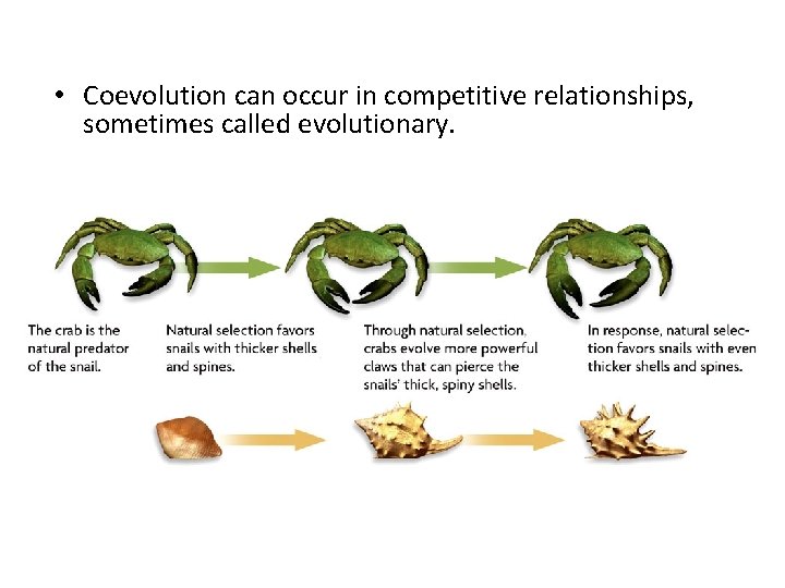  • Coevolution can occur in competitive relationships, sometimes called evolutionary. 