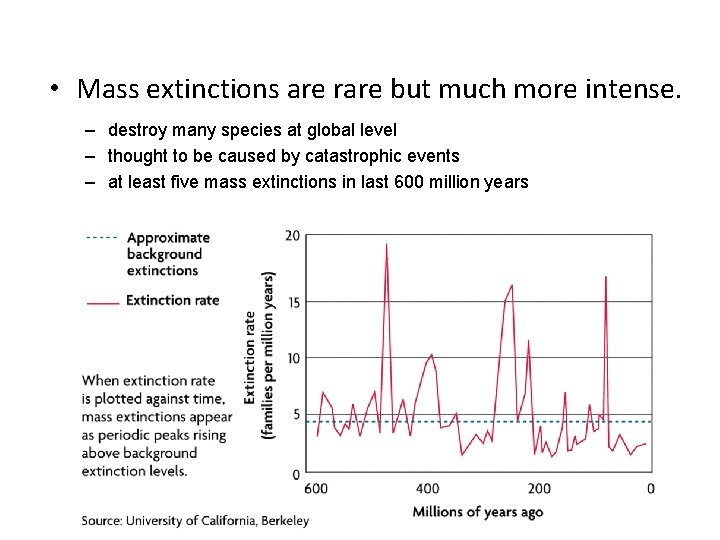  • Mass extinctions are rare but much more intense. – destroy many species