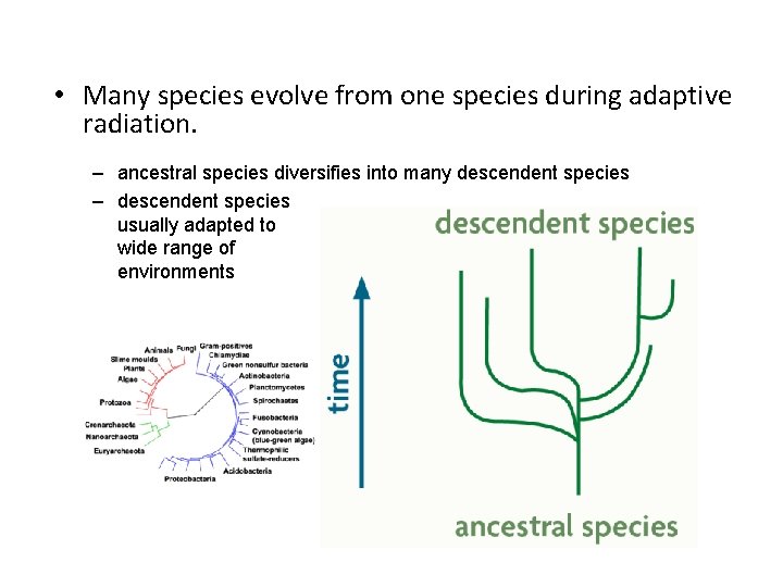  • Many species evolve from one species during adaptive radiation. – ancestral species