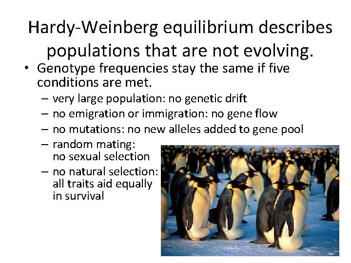 Hardy-Weinberg equilibrium describes populations that are not evolving. • Genotype frequencies stay the same