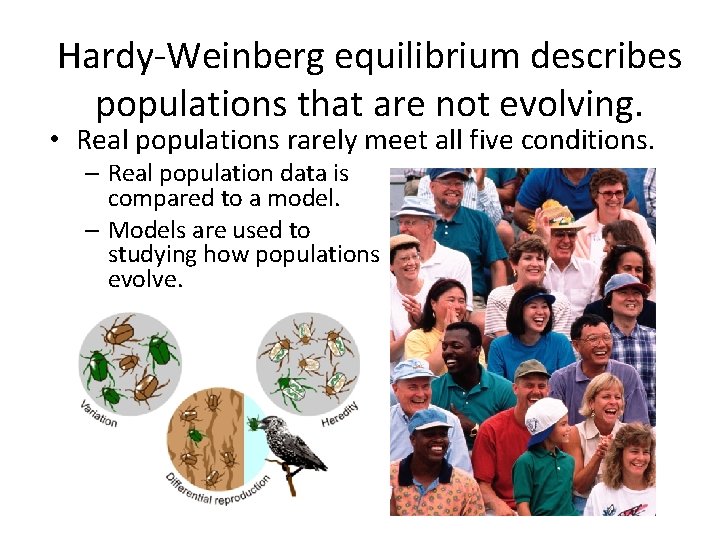 Hardy-Weinberg equilibrium describes populations that are not evolving. • Real populations rarely meet all