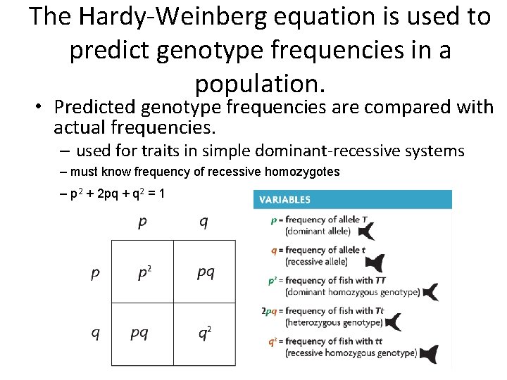 The Hardy-Weinberg equation is used to predict genotype frequencies in a population. • Predicted