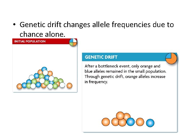  • Genetic drift changes allele frequencies due to chance alone. 