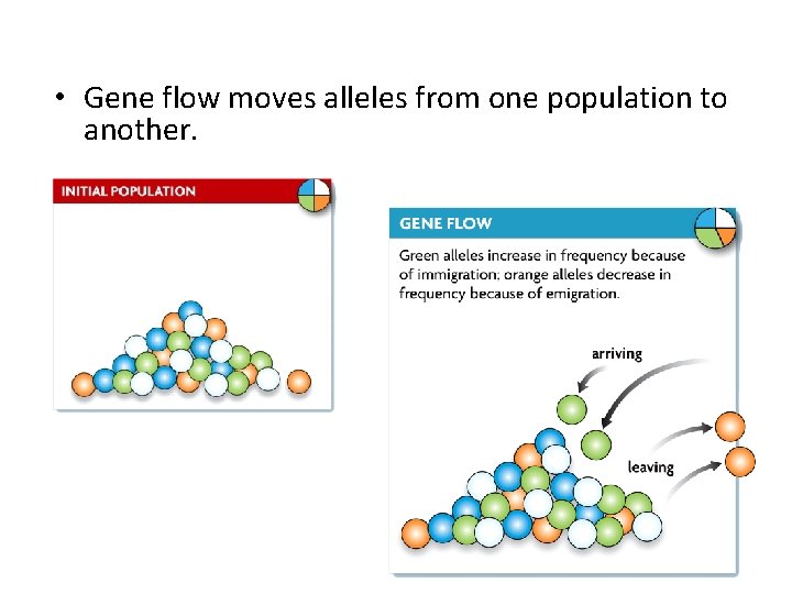  • Gene flow moves alleles from one population to another. 