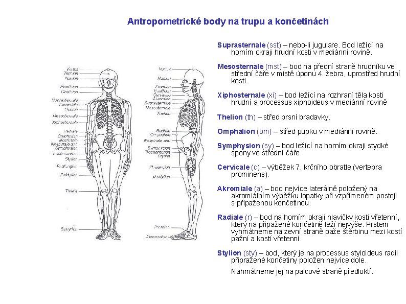 Antropometrické body na trupu a končetinách Suprasternale (sst) – nebo-li jugulare. Bod ležící na