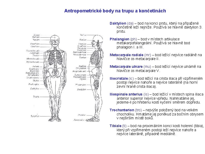 Antropometrické body na trupu a končetinách Daktylion (da) – bod na konci prstu, který