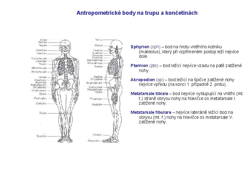 Antropometrické body na trupu a končetinách Sphyrion (sph) – bod na hrotu vnitřního kotníku