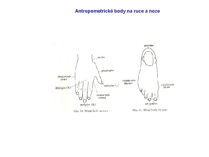 Antropometrické body na ruce a noze 