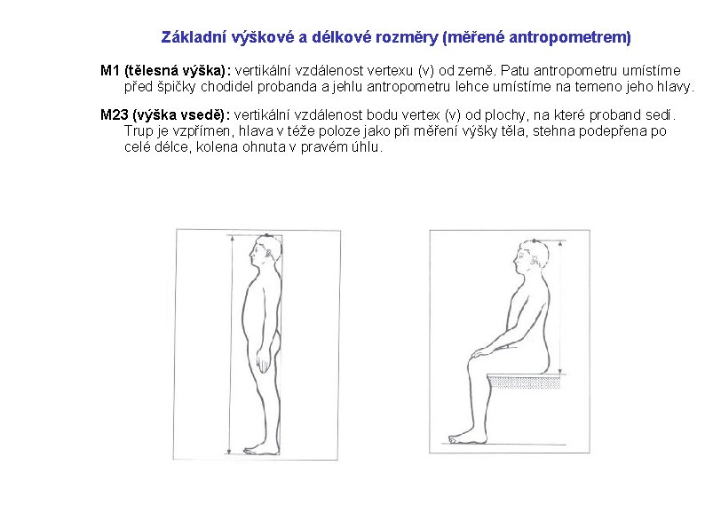 Základní výškové a délkové rozměry (měřené antropometrem) M 1 (tělesná výška): vertikální vzdálenost vertexu