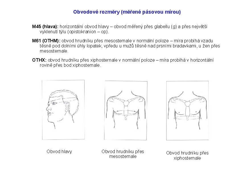 Obvodové rozměry (měřené pásovou mírou) M 45 (hlava): horizontální obvod hlavy – obvod měřený