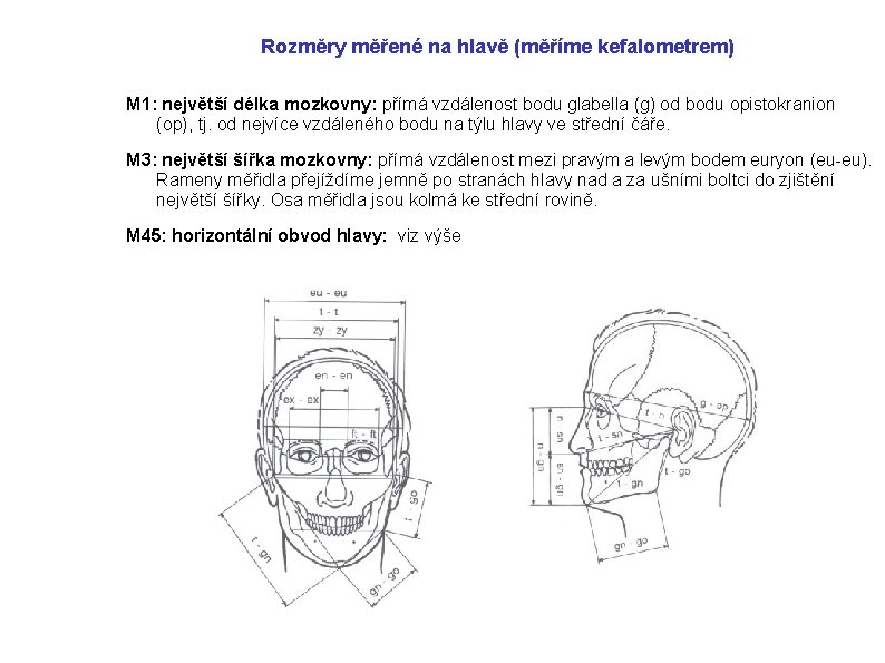 Rozměry měřené na hlavě (měříme kefalometrem) M 1: největší délka mozkovny: přímá vzdálenost bodu