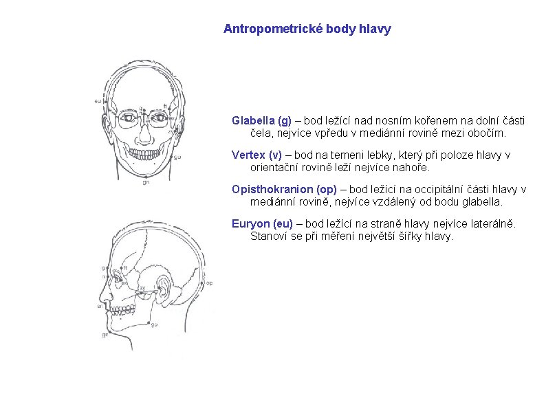 Antropometrické body hlavy Glabella (g) – bod ležící nad nosním kořenem na dolní části