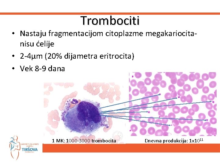 Trombociti • Nastaju fragmentacijom citoplazme megakariocitanisu ćelije • 2 -4μm (20% dijametra eritrocita) •