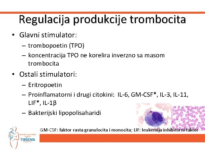 Regulacija produkcije trombocita • Glavni stimulator: – trombopoetin (TPO) – koncentracija TPO ne korelira