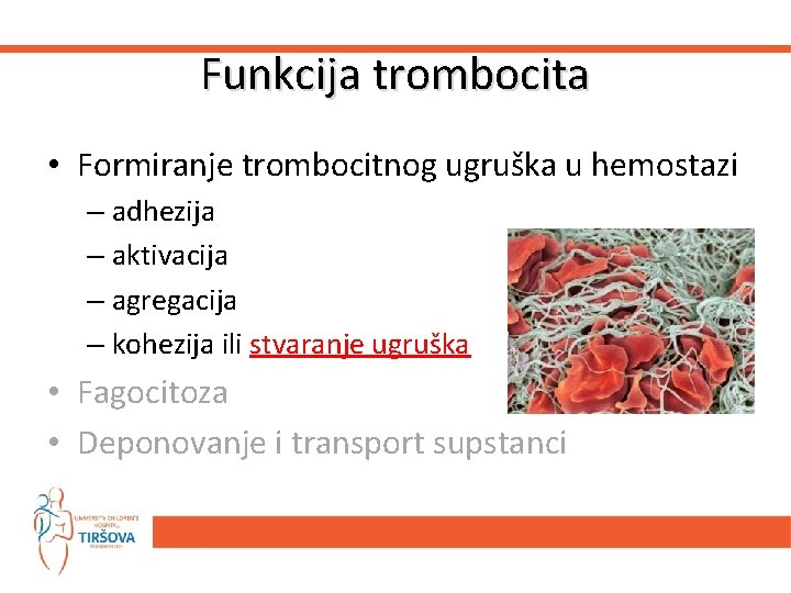 Funkcija trombocita • Formiranje trombocitnog ugruška u hemostazi – adhezija – aktivacija – agregacija