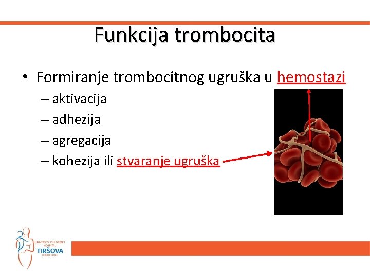 Funkcija trombocita • Formiranje trombocitnog ugruška u hemostazi – aktivacija – adhezija – agregacija