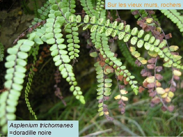 Sur les vieux murs, rochers Asplenium trichomanes =doradille noire 