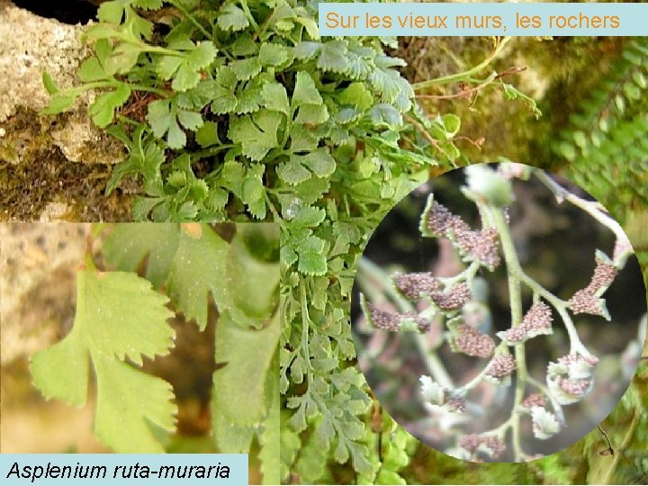 Sur les vieux murs, les rochers Asplenium ruta-muraria 