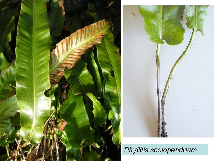scolopendre Phyllitis scolopendrium 