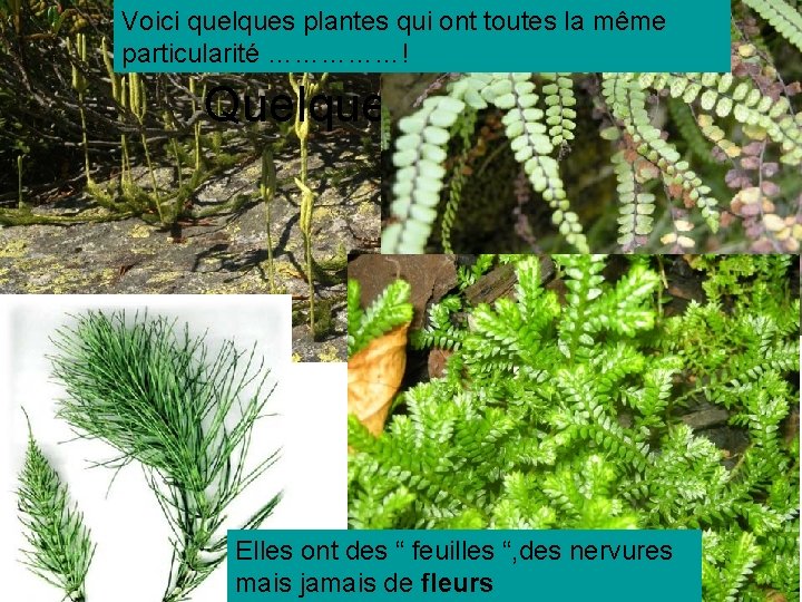 Voici quelques plantes qui ont toutes la même particularité ……………! Quelques plantes Elles ont