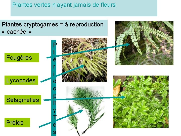 Plantes vertes n’ayant jamais de fleurs Généralités Plantes cryptogames = à reproduction « cachée