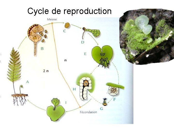 Cycle de reproduction 