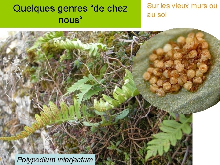 Quelques genres “de chez nous“ Polypodium interjectum Sur les vieux murs ou au sol