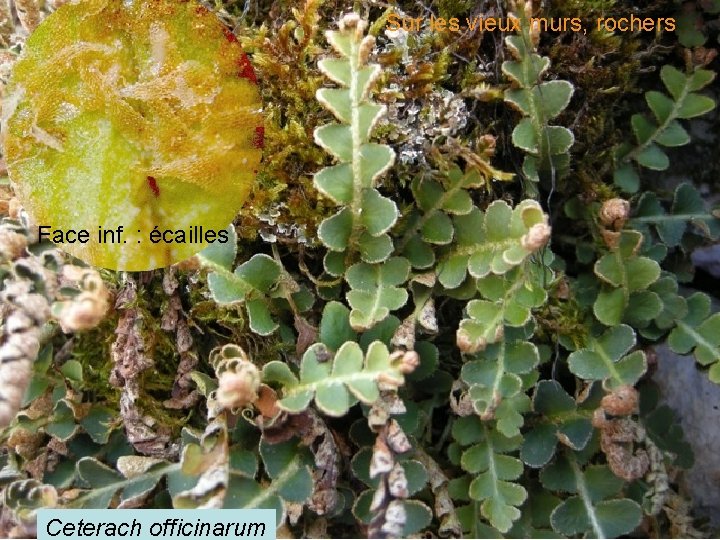 Sur les vieux murs, rochers Ceterach Face inf. : écailles Ceterach officinarum 