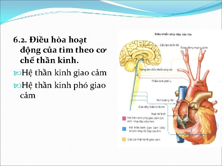 6. 2. Điều hòa hoạt động của tim theo cơ chế thần kinh. Hệ