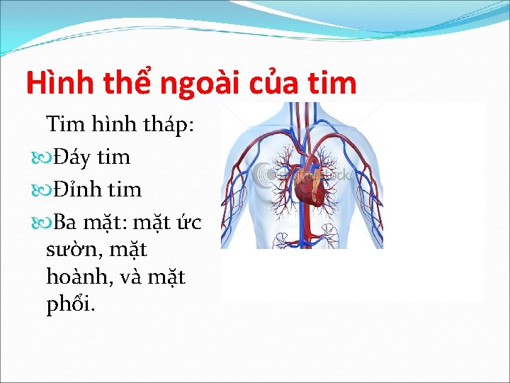 Hình thể ngoài của tim Tim hình tháp: Đáy tim Đỉnh tim Ba mặt: