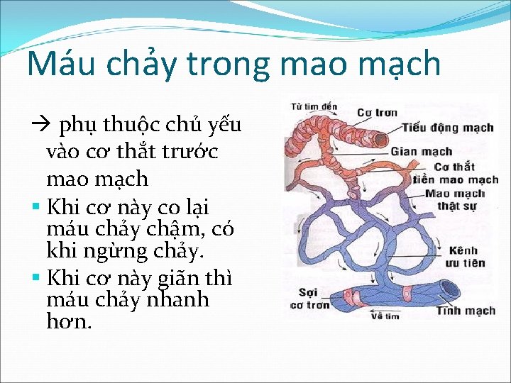 Máu chảy trong mao mạch phụ thuộc chủ yếu vào cơ thắt trước mao