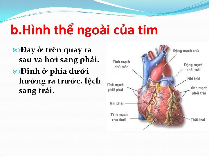 b. Hình thể ngoài của tim Đáy ở trên quay ra sau và hơi