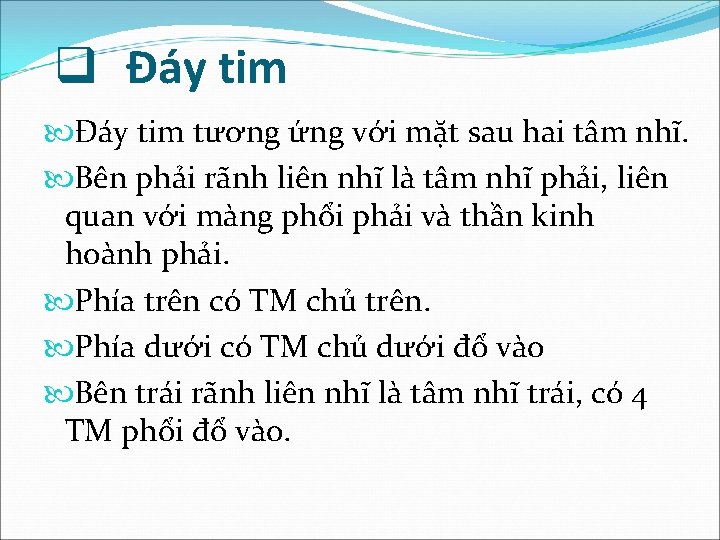 q Đáy tim tương ứng với mặt sau hai tâm nhĩ. Bên phải rãnh