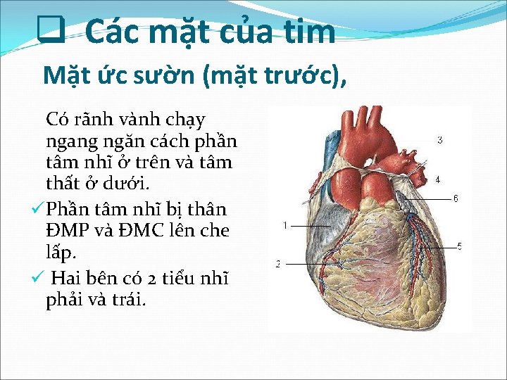 q Các mặt của tim Mặt ức sườn (mặt trước), Có rãnh vành chạy