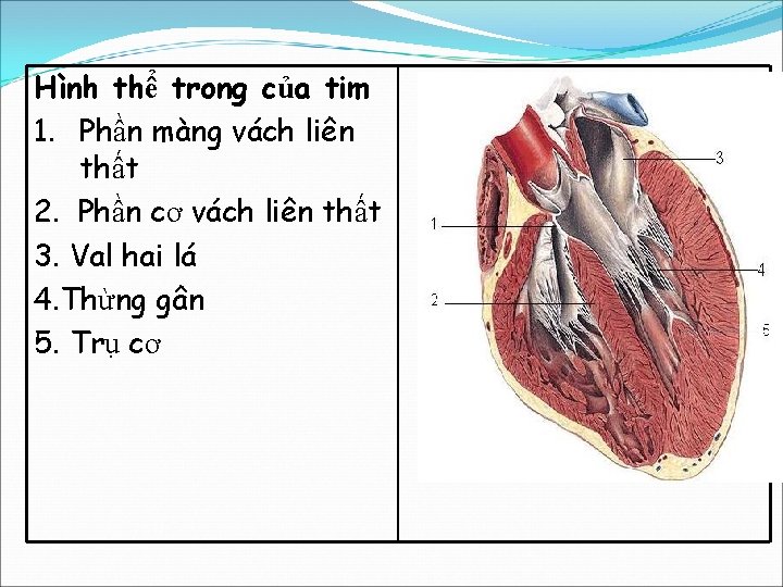 Hình thể trong của tim 1. Phần màng vách liên thất 2. Phần cơ