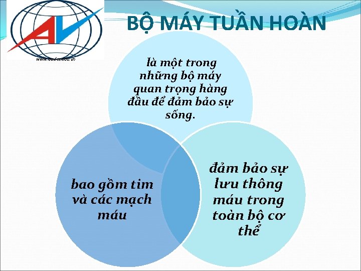 BỘ MÁY TUẦN HOÀN www. auviet. edu. vn là một trong những bộ máy