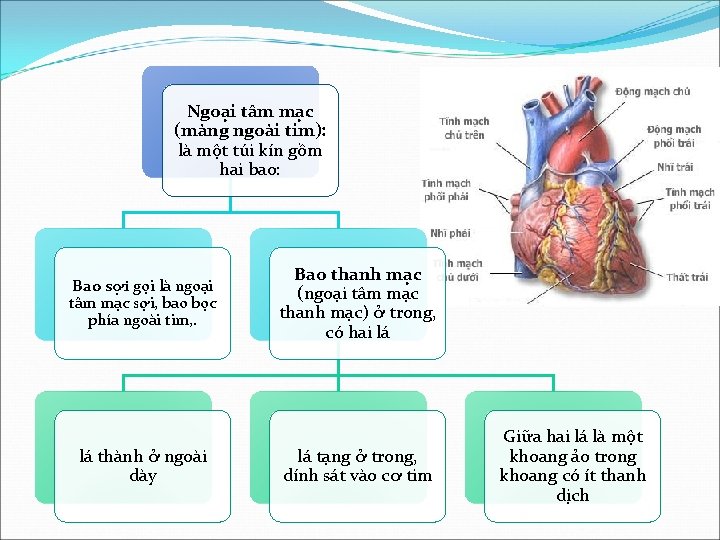 Ngoại tâm mạc (màng ngoài tim): là một túi kín gồm hai bao: Bao