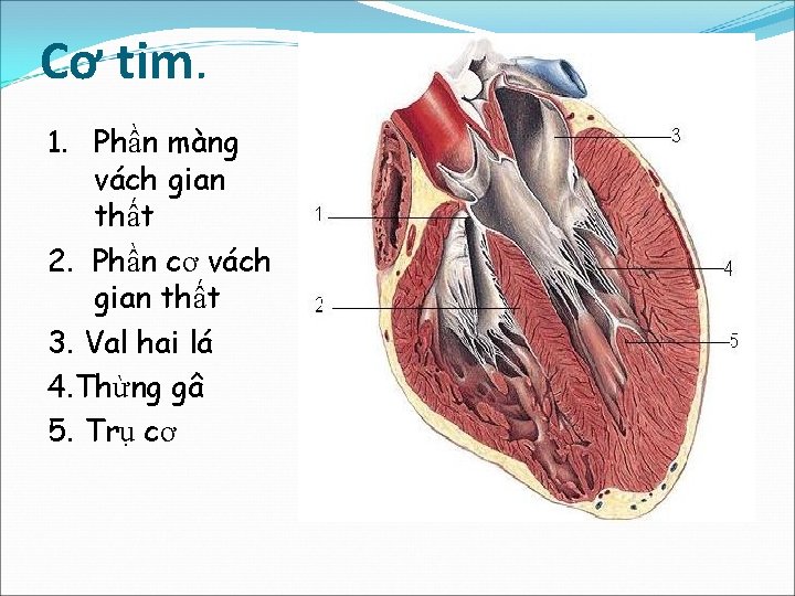 Cơ tim. 1. Phần màng vách gian thất 2. Phần cơ vách gian thất