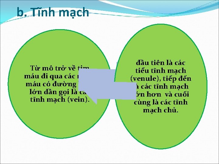 b. Tĩnh mạch Từ mô trở về tim máu đi qua các mạch máu