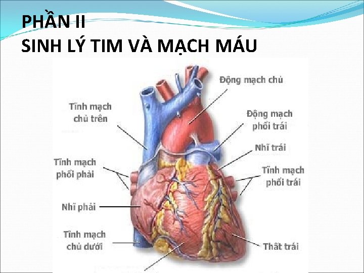 PHẦN II SINH LÝ TIM VÀ MẠCH MÁU 