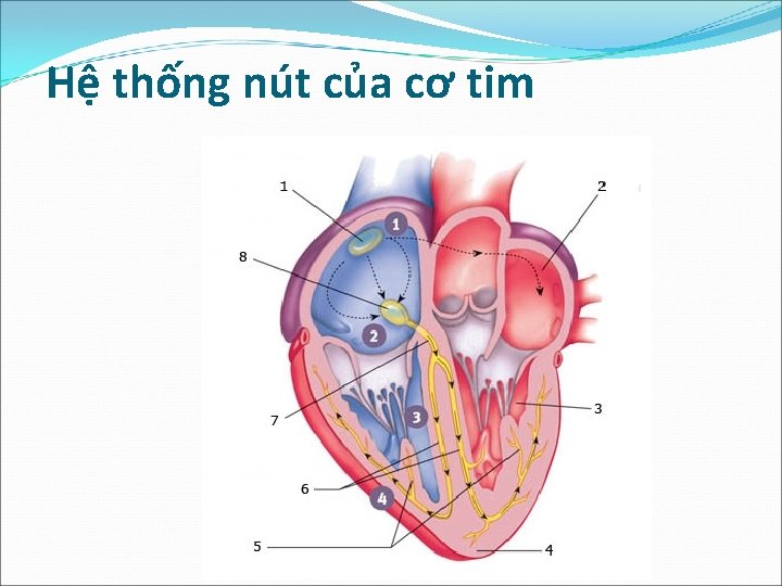 Hệ thống nút của cơ tim 