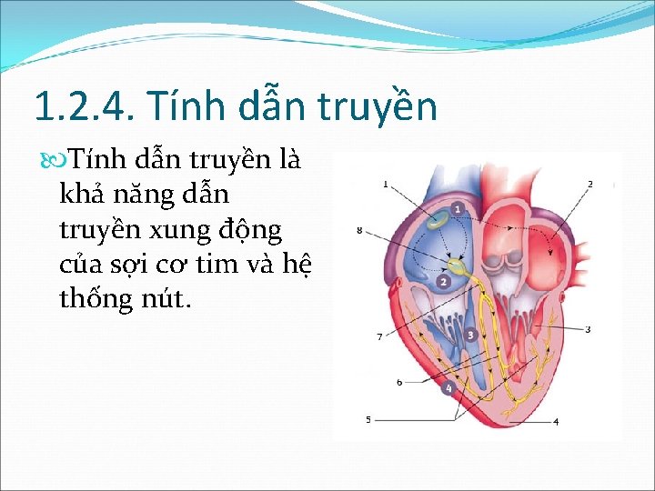 1. 2. 4. Tính dẫn truyền là khả năng dẫn truyền xung động của