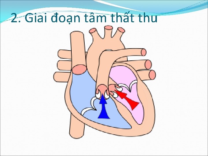 2. Giai đoạn tâm thất thu 